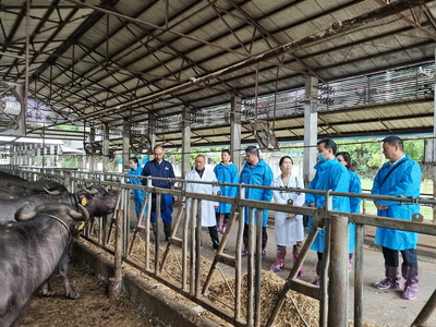 南宁市农业农村局深入调研奶水牛特色产业，力促生鲜乳收购体系优化升级